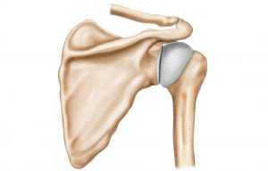 Anatomie de l’épaule