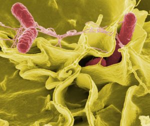 Salmonella et salmonellose