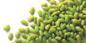flageolets